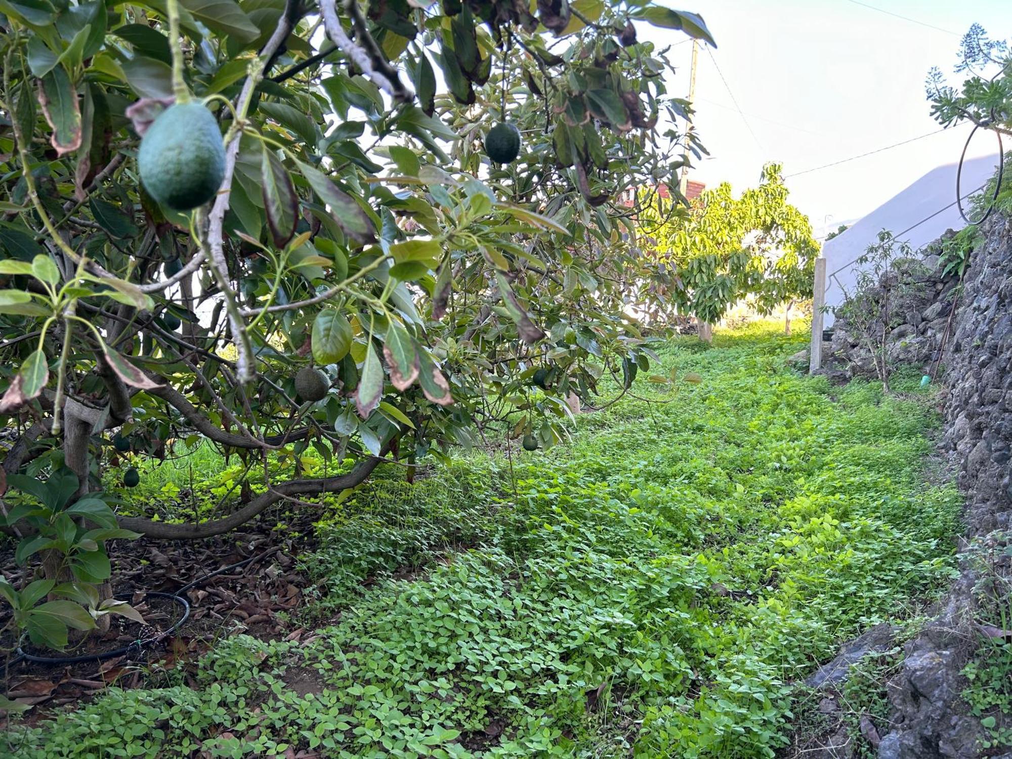 Casa La Oliva Διαμέρισμα Garachico  Εξωτερικό φωτογραφία